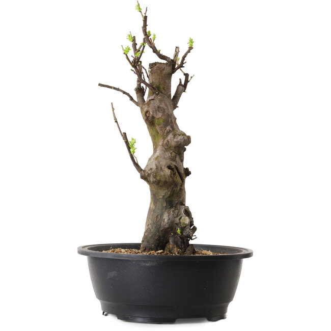 Pseudocydonia sinensis, 44 cm, ± 12 ans