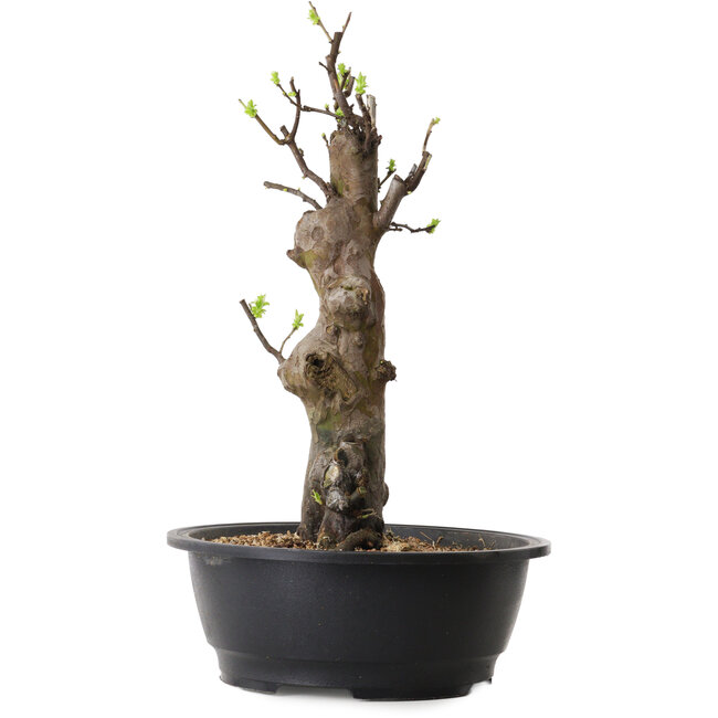 Pseudocydonia sinensis, 44 cm, ± 12 ans