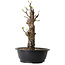 Pseudocydonia sinensis, 44 cm, ± 12 ans