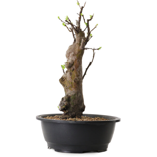 Pseudocydonia sinensis, 44 cm, ± 12 años de edad