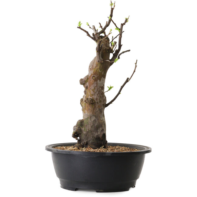 Pseudocydonia sinensis, 44 cm, ± 12 ans