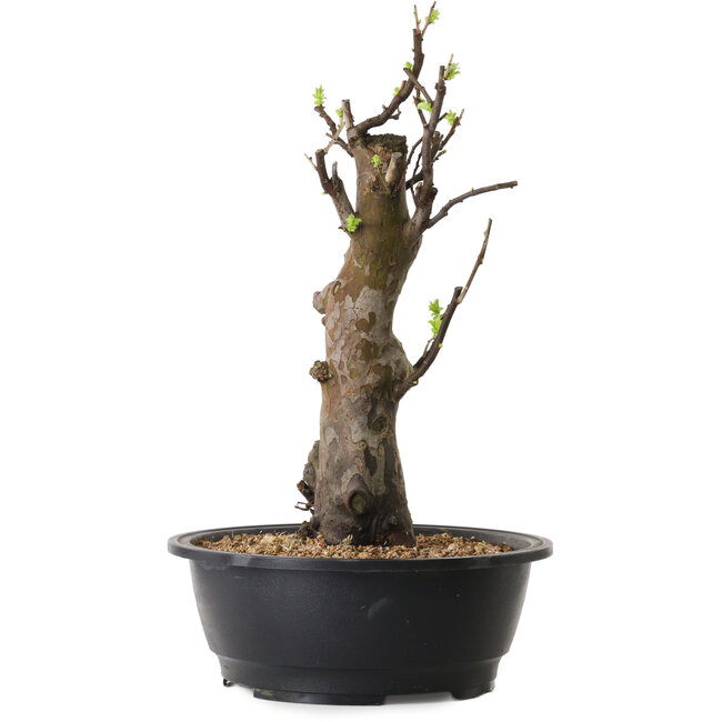 Pseudocydonia sinensis, 44 cm, ± 12 Jahre alt