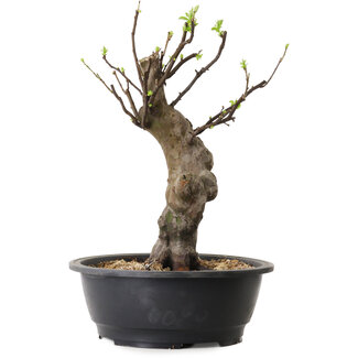 Pseudocydonia sinensis, 38 cm, ± 12 ans