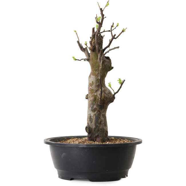 Pseudocydonia sinensis, 44 cm, ± 12 ans