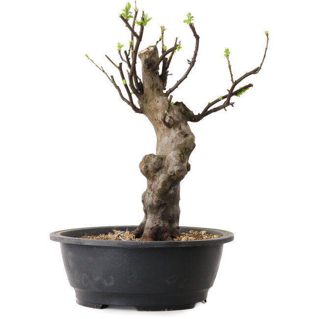 Pseudocydonia sinensis, 38 cm, ± 12 ans