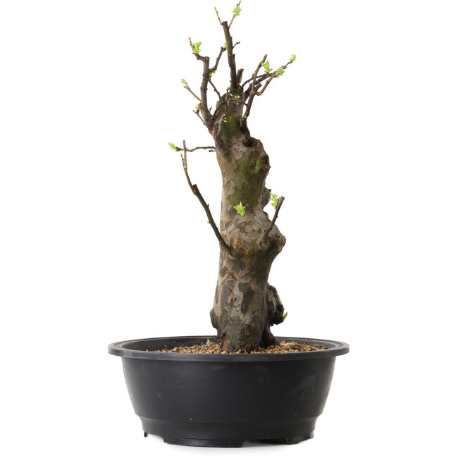 Pseudocydonia sinensis, 44 cm, ± 12 años de edad