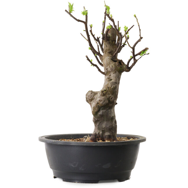 Pseudocydonia sinensis, 38 cm, ± 12 jaar oud