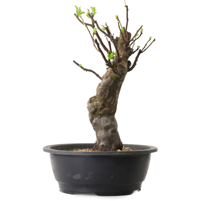 Pseudocydonia sinensis, 38 cm, ± 12 jaar oud