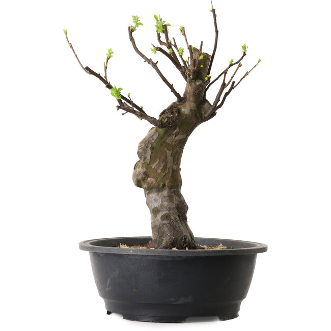 Pseudocydonia sinensis, 38 cm, ± 12 jaar oud