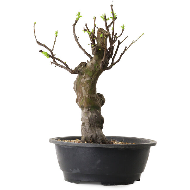 Pseudocydonia sinensis, 38 cm, ± 12 ans
