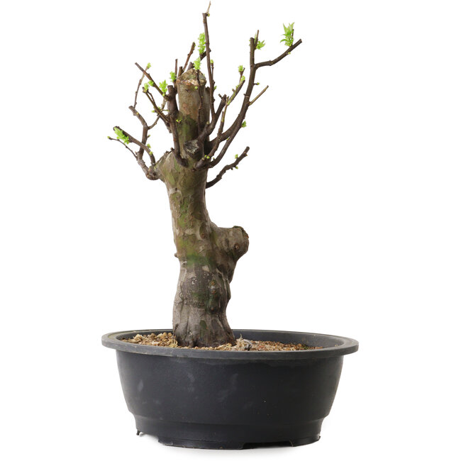 Pseudocydonia sinensis, 38 cm, ± 12 Jahre alt