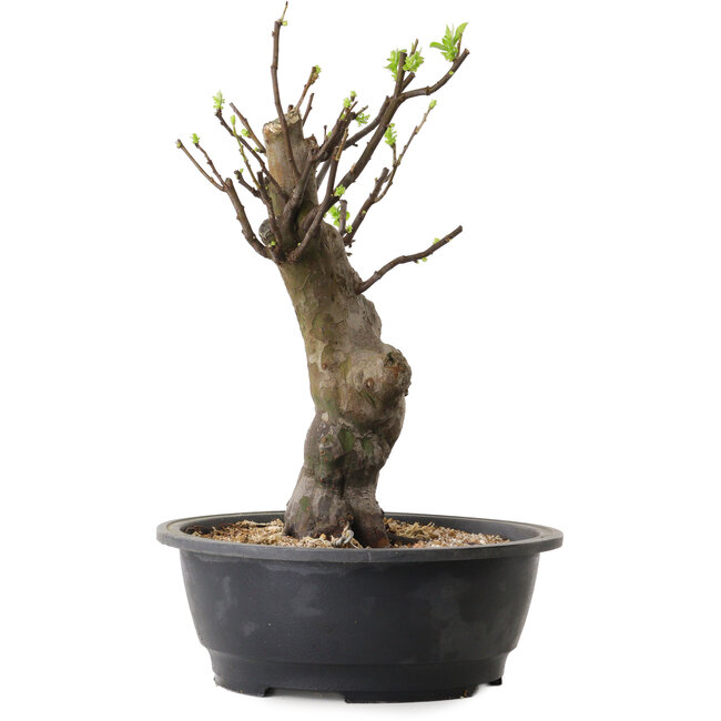 Pseudocydonia sinensis, 38 cm, ± 12 jaar oud