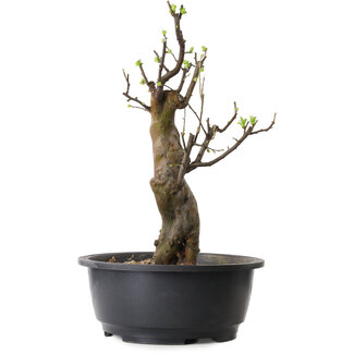 Pseudocydonia sinensis, 50 cm, ± 12 ans