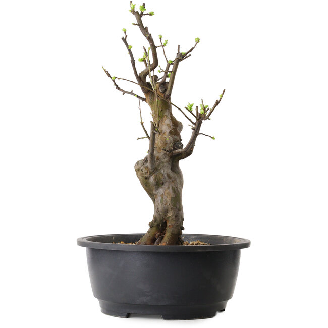 Pseudocydonia sinensis, 50 cm, ± 12 ans