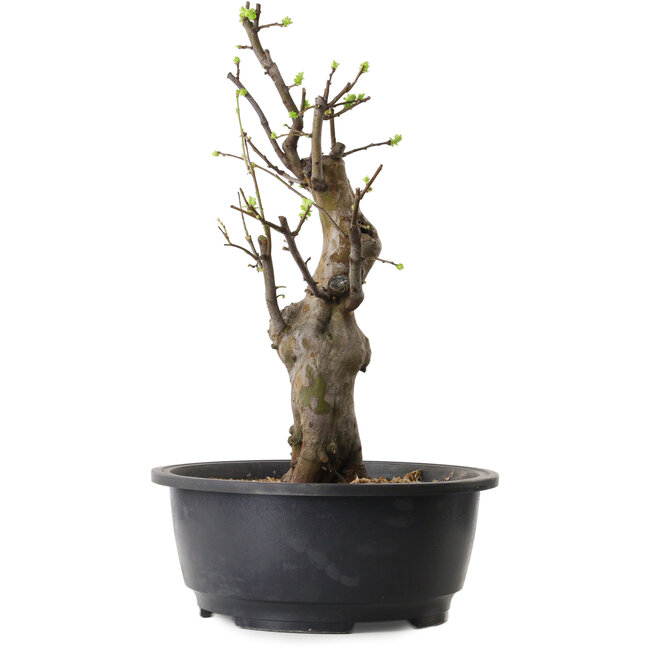 Pseudocydonia sinensis, 50 cm, ± 12 ans