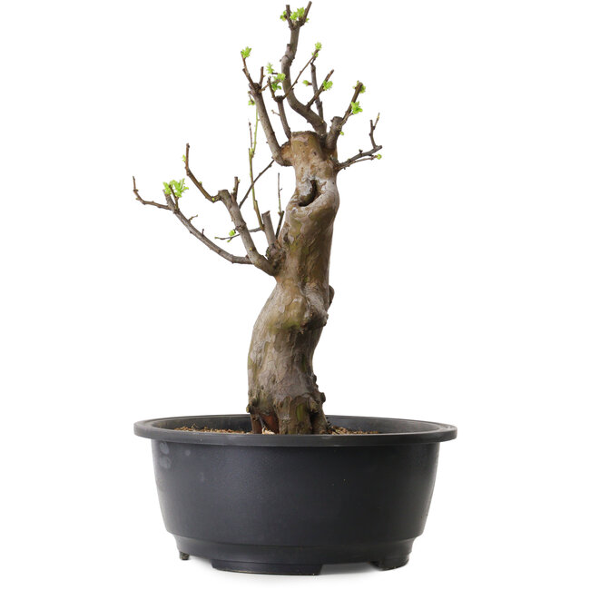 Pseudocydonia sinensis, 50 cm, ± 12 ans