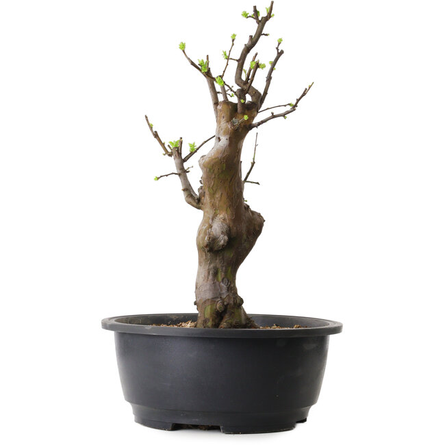 Pseudocydonia sinensis, 50 cm, ± 12 ans