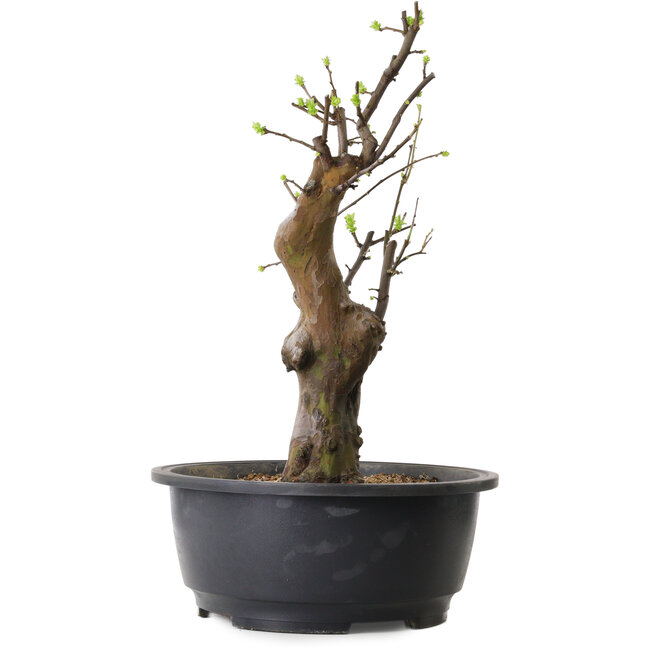 Pseudocydonia sinensis, 50 cm, ± 12 ans
