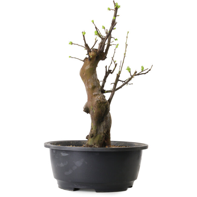 Pseudocydonia sinensis, 50 cm, ± 12 Jahre alt