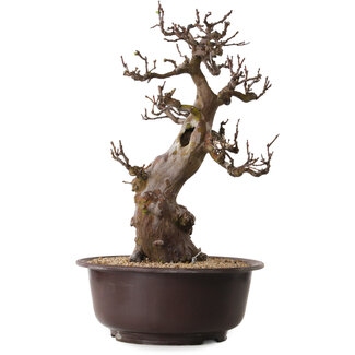 Pseudocydonia sinensis, 53 cm, ± 25 years old