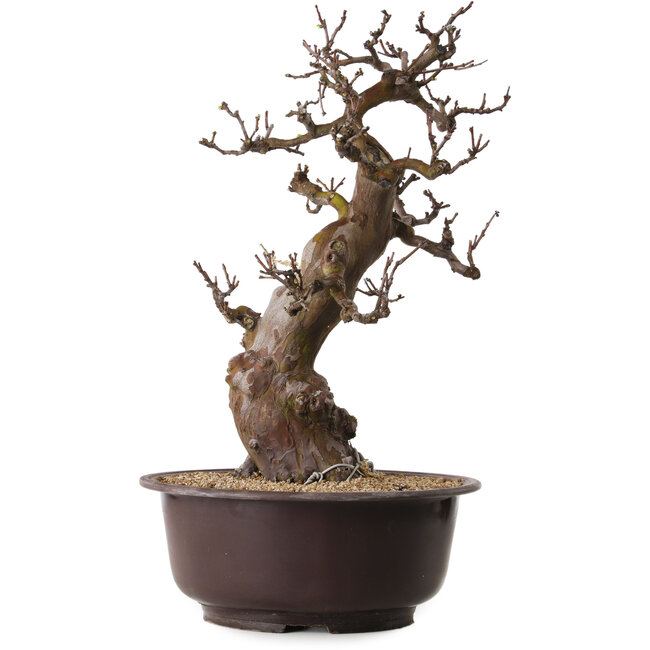 Pseudocydonia sinensis, 53 cm, ± 25 ans, avec un nebari de 11 cm