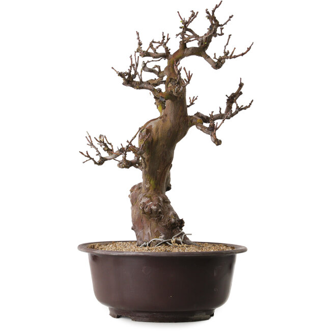 Pseudocydonia sinensis, 53 cm, ca. 25 Jahre alt, mit einem Nebari von 11 cm