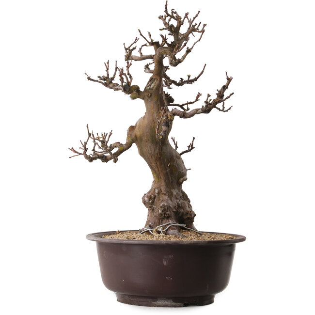 Pseudocydonia sinensis, 53 cm, ± 25 jaar oud, met een nebari van 11 cm