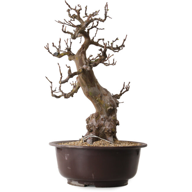 Pseudocydonia sinensis, 53 cm, ± 25 anni, con nebari di 11 cm