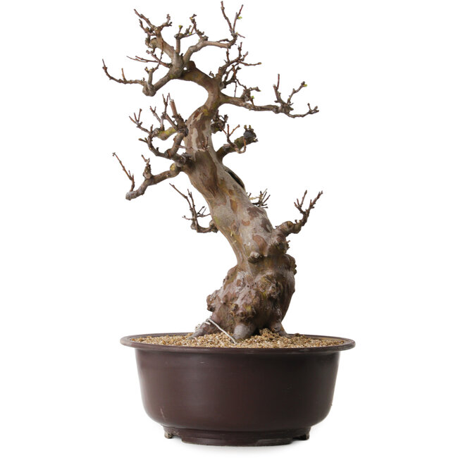 Pseudocydonia sinensis, 53 cm, ± 25 jaar oud, met een nebari van 11 cm