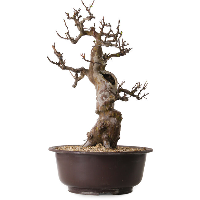 Pseudocydonia sinensis, 53 cm, ± 25 jaar oud, met een nebari van 11 cm