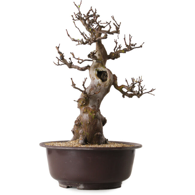 Pseudocydonia sinensis, 53 cm, ± 25 jaar oud, met een nebari van 11 cm