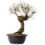 Ulmus parvifolia Nire, 38 cm, ± 8 years old