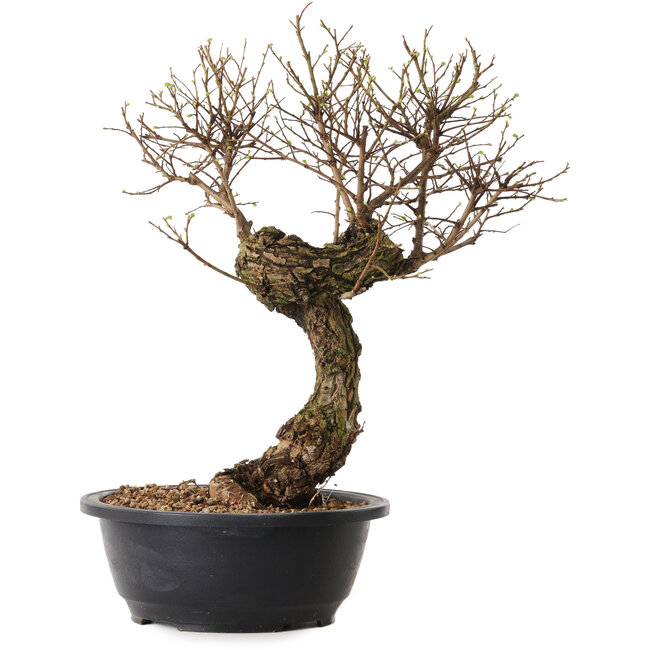 Ulmus parvifolia Nire, 38 cm, ± 8 years old