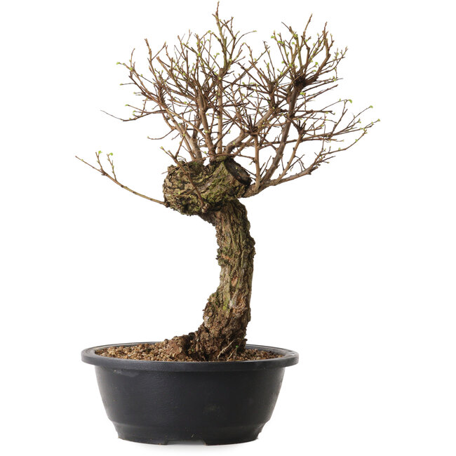 Ulmus parvifolia Nire, 38 cm, ± 8 years old