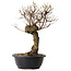 Ulmus parvifolia Nire, 38 cm, ± 8 jaar oud