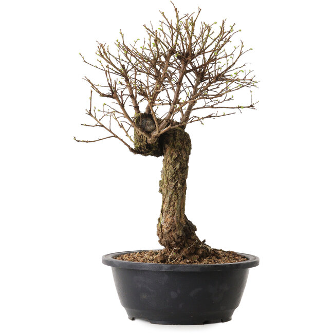 Ulmus parvifolia Nire, 38 cm, ± 8 años