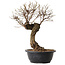 Ulmus parvifolia Nire, 38 cm, ± 8 years old