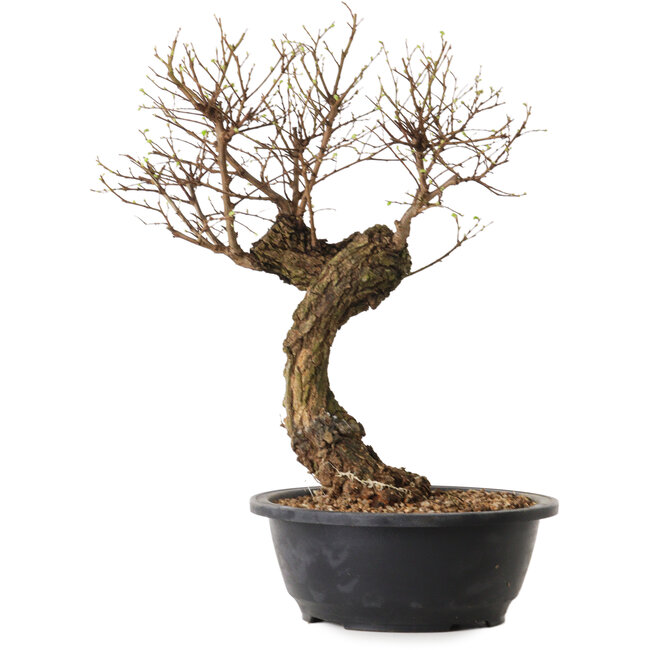 Ulmus parvifolia Nire, 38 cm, ± 8 ans
