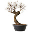 Ulmus parvifolia Nire, 38 cm, ± 8 Jahre alt