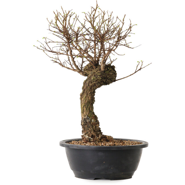 Ulmus parvifolia Nire, 38 cm, ± 8 anni
