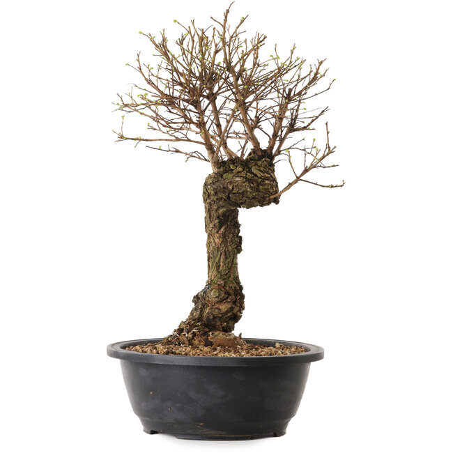 Ulmus parvifolia Nire, 38 cm, ± 8 jaar oud