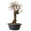Ulmus parvifolia Nire, 38 cm, ± 8 ans