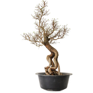 Ulmus parvifolia Nire, 54 cm, ± 8 years old