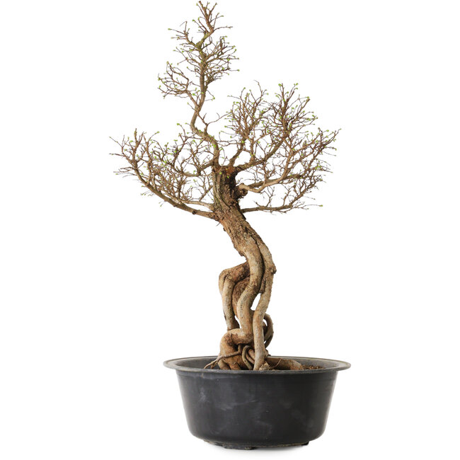 Ulmus parvifolia Nire, 54 cm, ± 8 anni