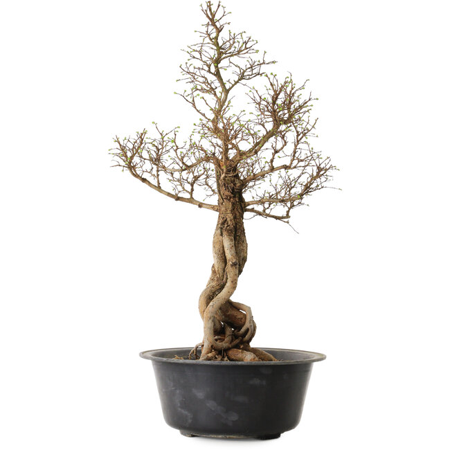 Ulmus parvifolia Nire, 54 cm, ± 8 years old