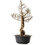 Ulmus parvifolia Nire, 54 cm, ± 8 years old