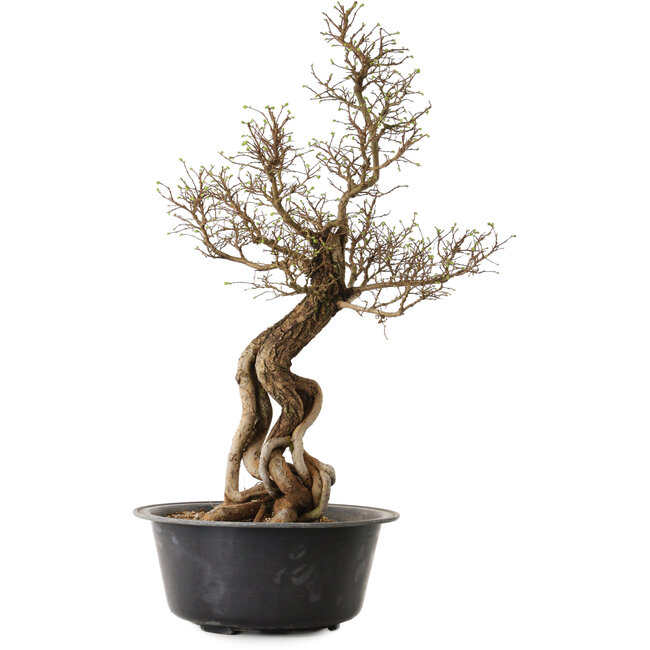 Ulmus parvifolia Nire, 54 cm, ± 8 años