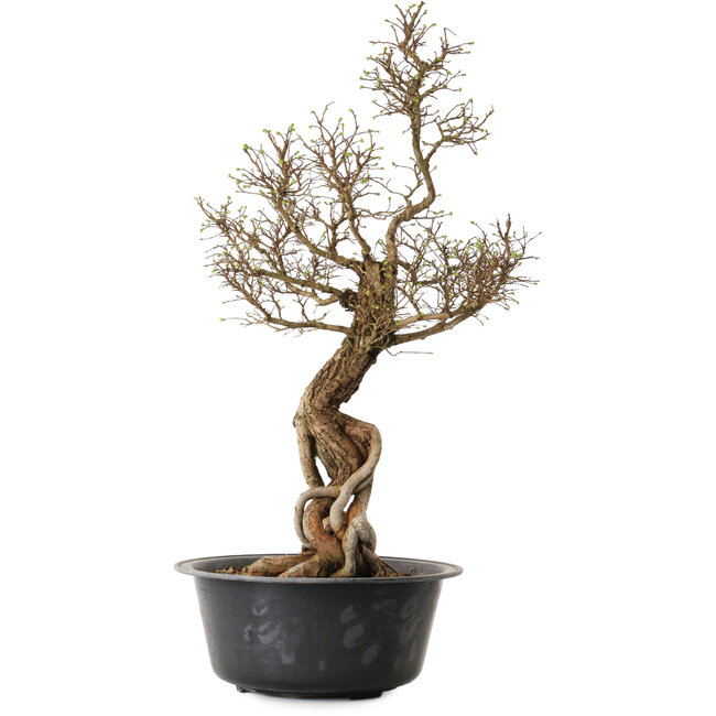 Ulmus parvifolia Nire, 54 cm, ± 8 anni