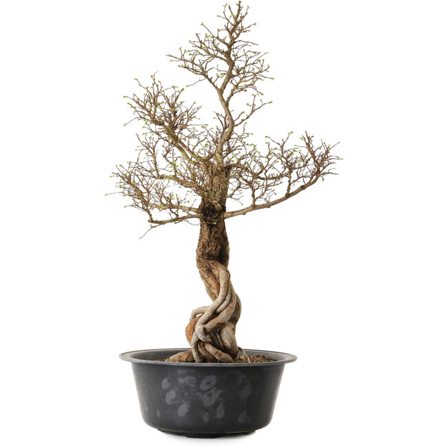 Ulmus parvifolia Nire, 54 cm, ± 8 years old
