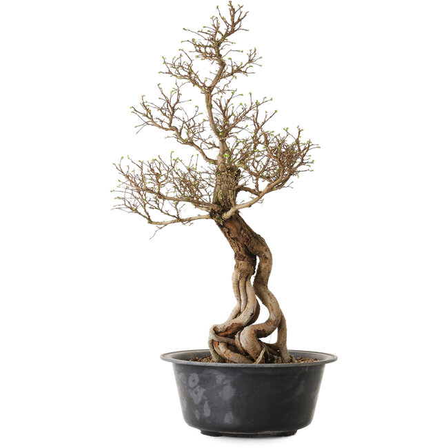 Ulmus parvifolia Nire, 54 cm, ± 8 years old